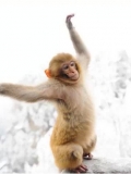 张家界雪中趣猴图片欣赏