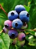 张家界立功农业蓝莓熟了