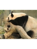 湖南长沙动物园图片欣赏