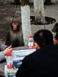 张家界景区的猴子与游人一起打牌娱乐
