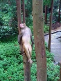 张家界森林公园“模特”骚猴摆弄自恋如图