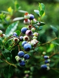 张家界立功旅游农业的蓝莓熟了