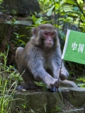 张家界“猴哥”中国旅游日宣传员