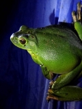 张家界动植物树蛙图片